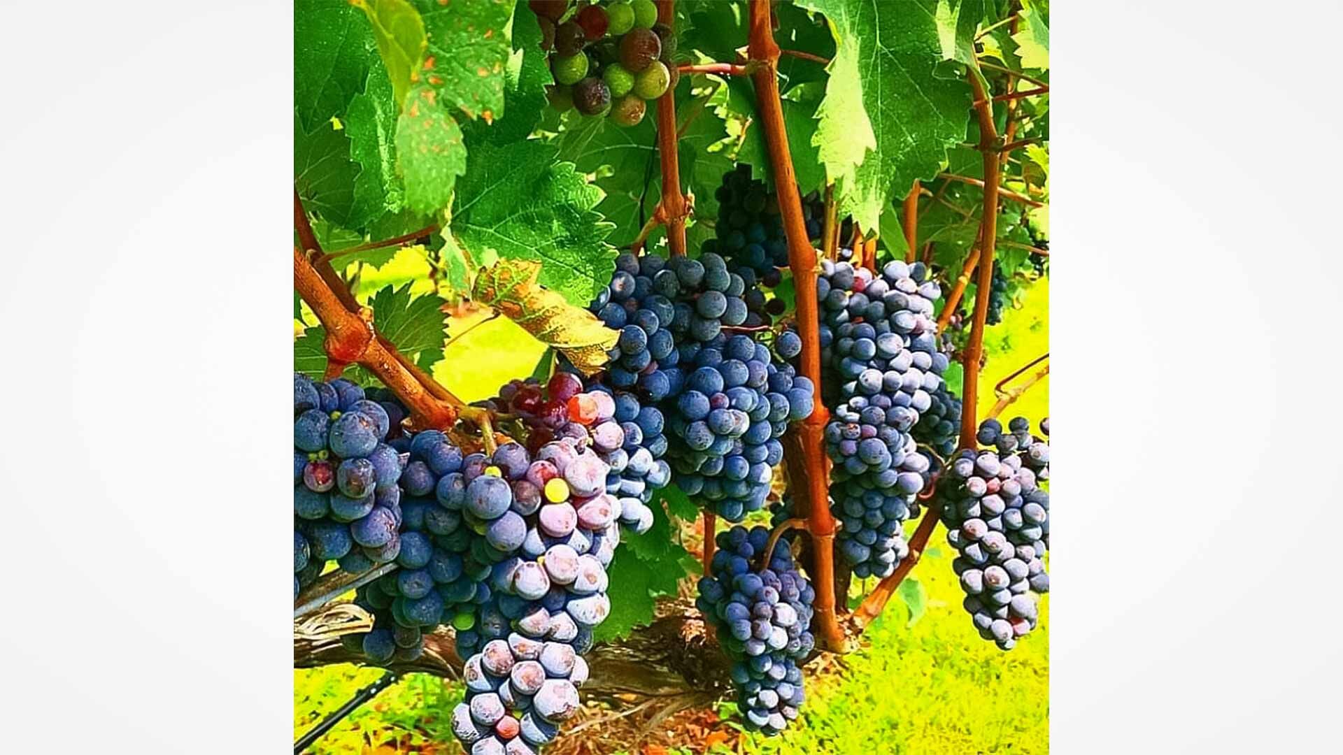 grapes2--story.jpg